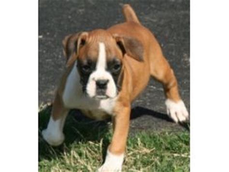 All our boxers are american kennel club registered. Boxer Puppies in Texas