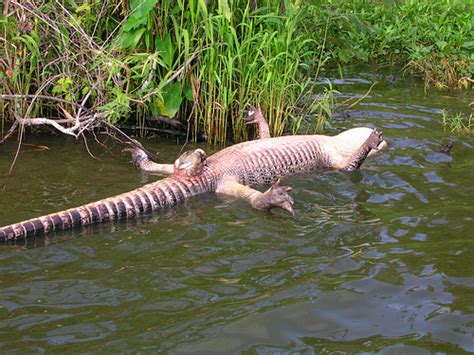Ncbi Rofl How Do Alligator Erections Work Discover Magazine