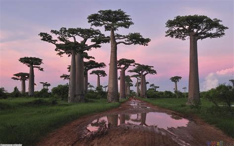 Madagascar The Third Most Beautiful Exotic Island Kizie