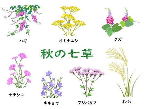 秋の七草の種類と特徴と花を咲かせる時期 季節のはなし