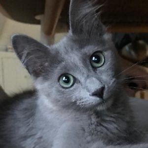 Cat Breeds With Ear Tufts With Pictures Excited Cats