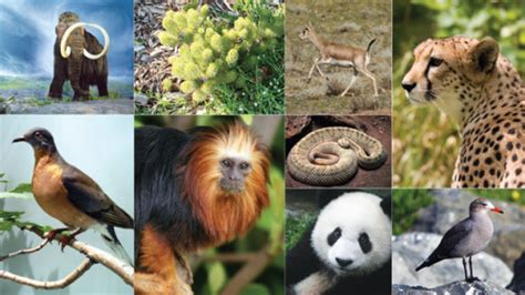 Big Data Meets Taxonomy Classifying Animal Species With