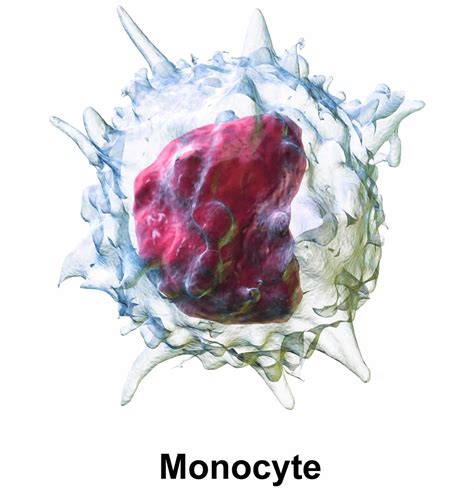 Monocytes Function Causes Of High And Low Monocytes