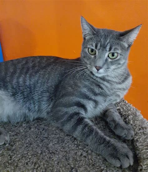 Buy and sell russian blues kittens & cats uk with freeads classifieds. Russian Blue Cat Mix - Kharita Blog