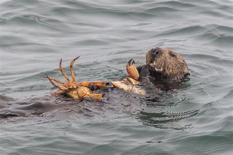 Sea Otters Are Restoring Eelgrass In Monterey Bay