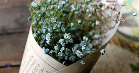 How To Naturally Dye Babys Breath Diy Hometalk