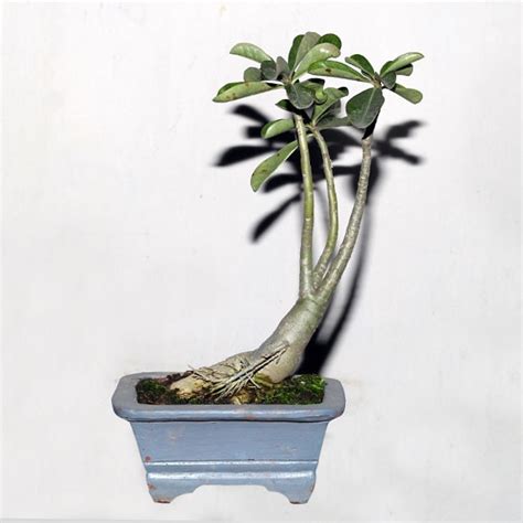 15l 2 liter plastic portable garden hand pressure water plant spray bottle bonsai pump sprayer for sale. Adenium Bonsai : ShoppersBD