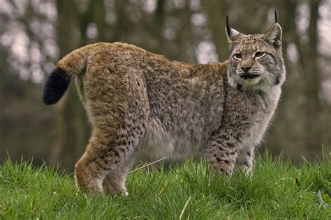 Bilder finden, die zum begriff luchs passen. Eurasischer Luchs - Schöpfung