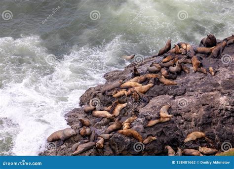 View At A Group Of Sea Lions Resting On A Rocks Near Sea Lions Cave
