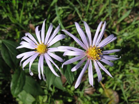 E' una sempreverde di origine mediterranea, può raggiungere i. Piante officinali e fiori selvatici a Siena: la flora senese