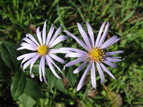 Trova una vasta selezione di francobolli gialli, tema fiori a prezzi vantaggiosi su ebay. Piante officinali e fiori selvatici a Siena: la flora senese