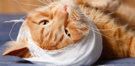 How To Bandage A Cats Neck Explained In 10 Steps