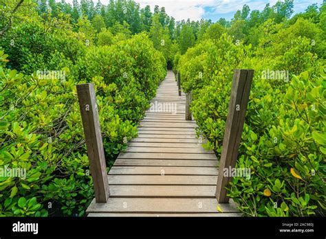 Wooden Bridge At Mangroves In Tung Prong Thong Or Golden Mangrove Field