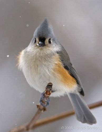 1000 Images About Birds Tufted Titmouse On Pinterest Cute Birds