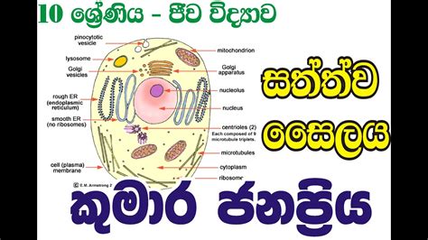 Study flashcards on grade 10 biology unit test review at cram.com. Animal Cell - Grade 10 SCIENCE - YouTube