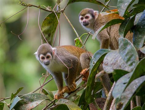 About The Ecuadorian Amazon Rainforest Wildlife Culture And Yasuni