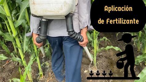 Aplicaci N De Fertilizante Al Cultivo De Ma Z Fertilizando Con Fuente