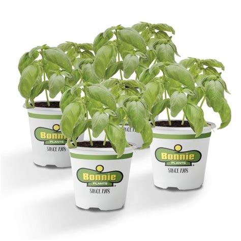 Bonnie 4 Pack In Pot Basil Plant In The Herb Plants Department At