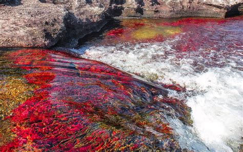 For most of the year, caño cristales in colombia looks like any other river: Caño Cristales HD Wallpaper | Background Image | 1920x1200 ...