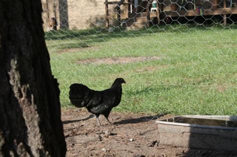 Black Sumatra Chicken Baby Chicks For Sale Cackle Hatchery