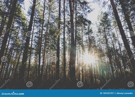 Sunrise In A Pine Forest In The Autumn Stock Image Image Of Pine