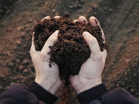 Building Healthy Soil How To Nurture Soil For Sustainable Gardens