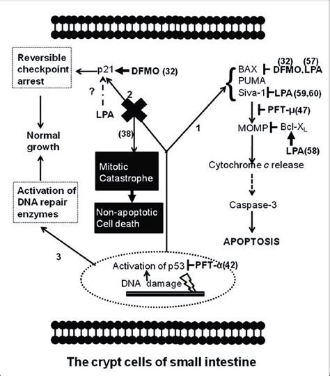 schematic representation of p53 signaling in response to anticancer download scientific diagram