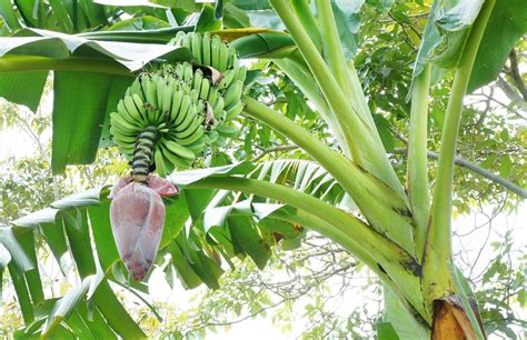 Banana Tree Care Tips To Keep It Happy And Healthy