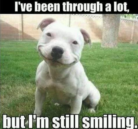 Smileits Alright Cute Animals Smiling Dogs Funny Animals