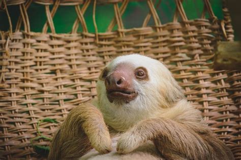 40 Adorable Sloth Pictures You Need In Your Life Readers Digest