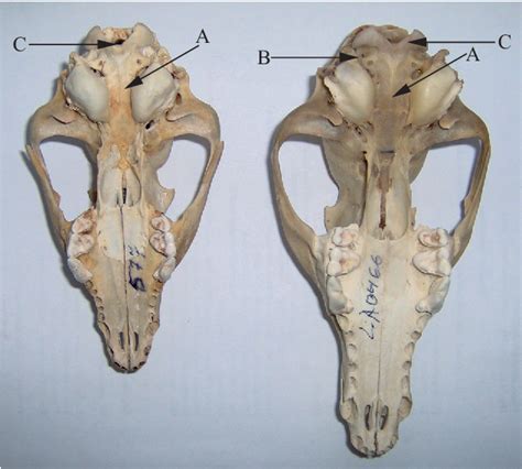 Figure 1 From On The Skull Morphology Of Raccoon Dog Nyctereutes