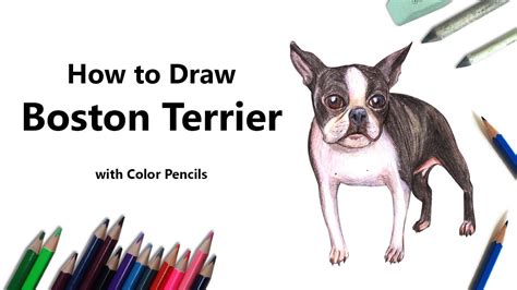 How To Draw A Boston Terrier Puppy