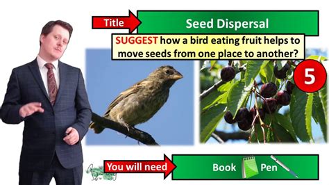 Seed Dispersal Biology Key Stage 3 Mr Deeping Youtube