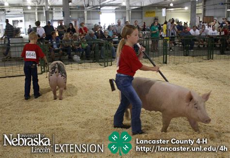 Lancaster County Super Fair 4 H And Ffa Photos And Results Nebraska