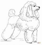 Poodle Coloring Toy Draw Drawing Printable Poodles Step Clipart Clip Popular Paper sketch template