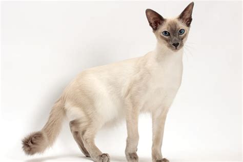 All About The Balinese Cat Breed