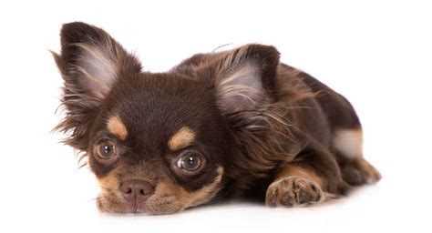 Maybe you would like to learn more about one of these? Papillon vs Long Haired Chihuahua - Breed Comparison