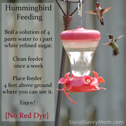 They work good at attracting hummingbirds and they don't i wasn't sure about the correct answer so i researched it and although there isn't a lot of info about using agave nectar for hummingbirds, i did. Hummingbird Food & Recipe - Social Savvy Mom | Hummingbird ...