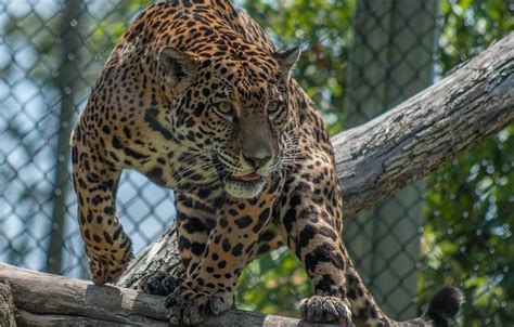 Wallpaper Face Light Pose Predator Spot Jaguar Log Wild Cat Zoo