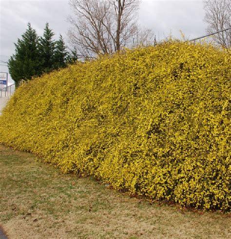Top 10 Best Plants For Hedges And How To Plant Them