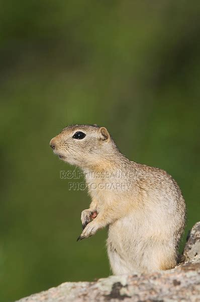 Wyoming Ground Squirrelspermophilus Elegans Rolf Nussbaumer Photography