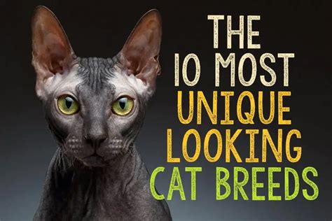 The Most Unique Looking Cat Breeds The Catington Post