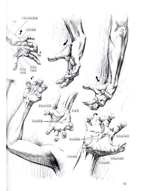 Human Anatomy - Artistic Drawings of the Human Bones and Muscles