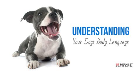 Understanding Your Dogs Body Language Sit Means Sit