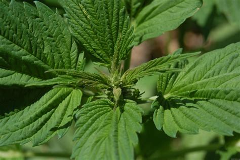 Cannabis Ruderalis What Do We Know About It Is Cbd For Me