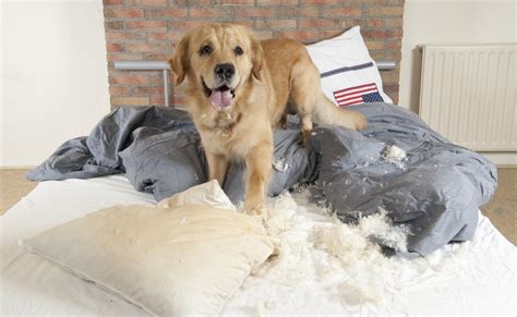 While we have no way of knowing for sure, i surmised that at some point she may have been contained in an how to treat separation anxiety in dogs. Separation Anxiety - Canine Style - Dr. Sophia Yin