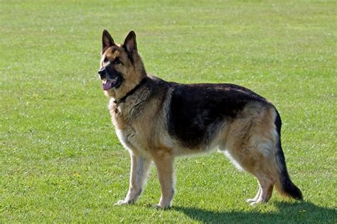 How To Train My German Shepherd Like A Police Dog