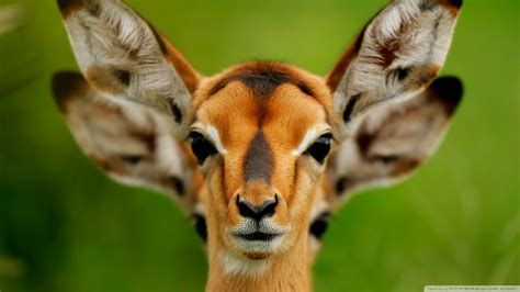 See more ideas about animals, funny animals, animal pictures. Funny Animals In Africa 20 Free Hd Wallpaper ...