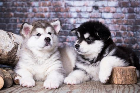 Tu sitio del porno sexo por dinero. ALASKA MALAMUTE | Perro Anuncios