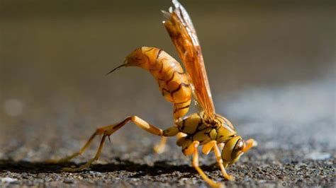Control pests at your office or your residential area with our professional bed bugs pest control. Six Tips To Avoid Wasp Stings In Arizona | University Termite